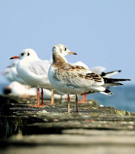 Möwen sitzen auf Wellenbrecher aus Holzstämme welche in die Ostsee ragen