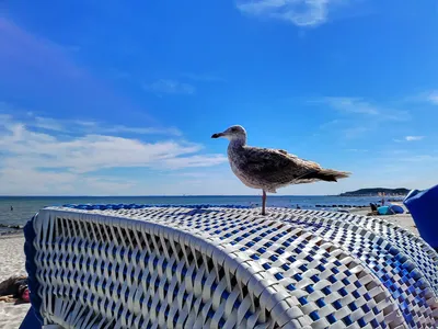 Eine Möwe auf einem Strandkorb am sonnigen Strand in Grömitz