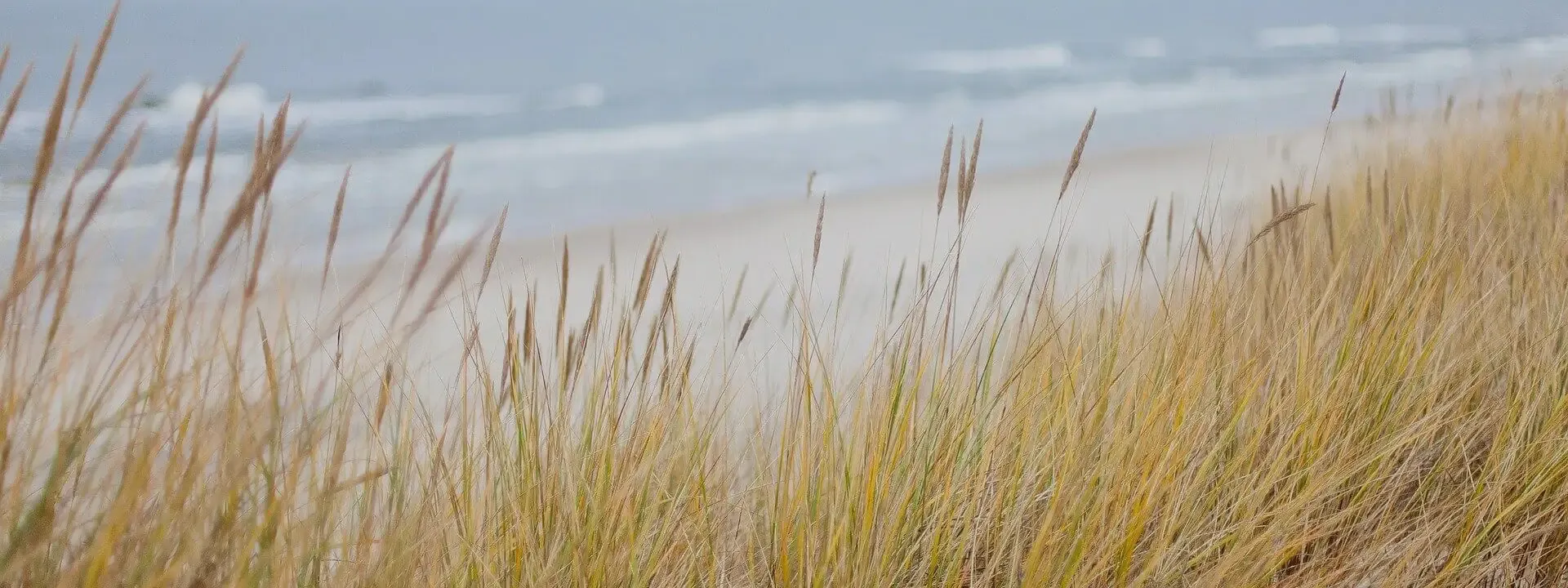 Strandhafer und Dünen mit brechenden Wellen im Hintergrund