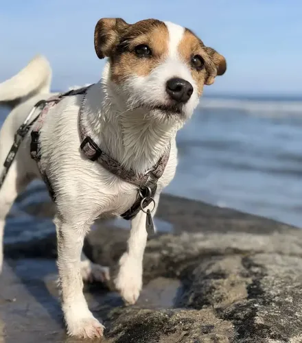 Ein kleiner glücklicher Hund an der Ostsee mit nassem Fell nach dem Baden
